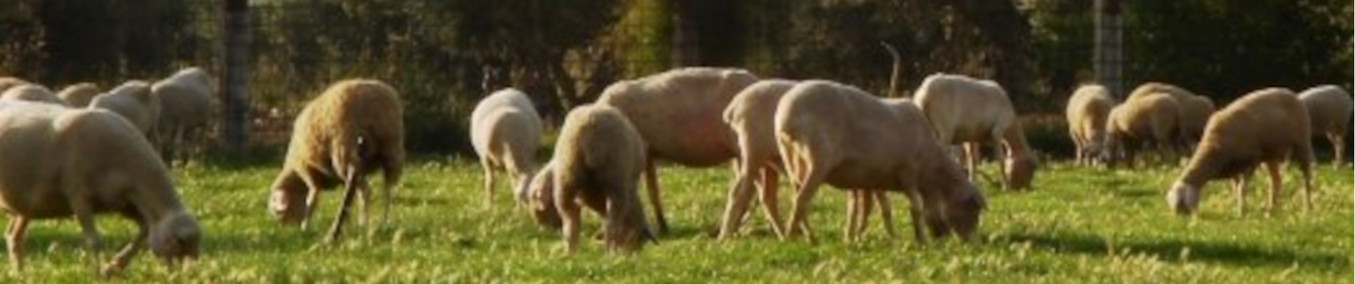 Imagen de campo y huerta